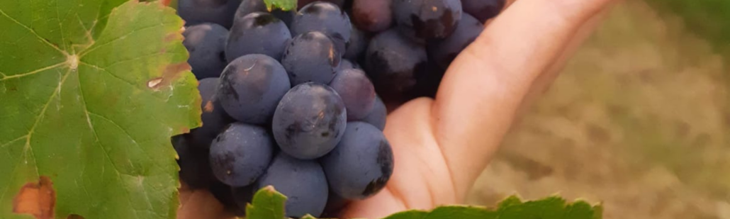 Um brinde a elegante e caprichosa Pinot Noir!
